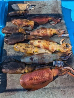 日正丸の2025年12月18日(木)2枚目の写真