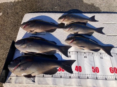 大ちゃん渡船の2025年12月18日(木)1枚目の写真