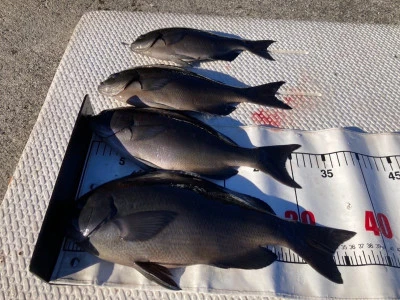 大ちゃん渡船の2025年12月18日(木)2枚目の写真