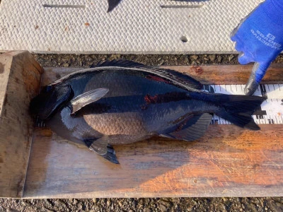 大ちゃん渡船の2025年12月17日(水)3枚目の写真