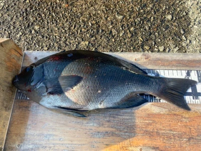 大ちゃん渡船の2025年12月17日(水)4枚目の写真