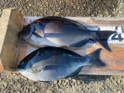 大ちゃん渡船の2025年12月17日(水)5枚目の写真