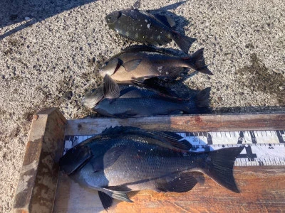 大ちゃん渡船の2025年12月16日(火)1枚目の写真