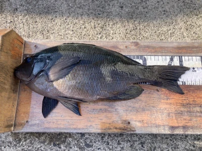 大ちゃん渡船の2025年12月14日(日)2枚目の写真