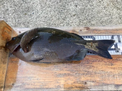 大ちゃん渡船の2025年12月14日(日)3枚目の写真