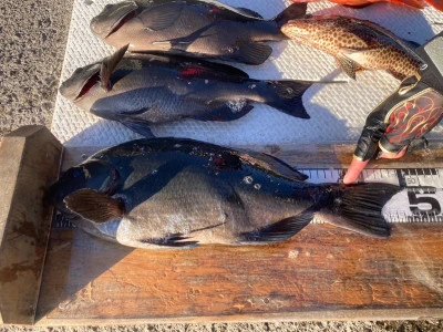 大ちゃん渡船の2025年12月13日(土)1枚目の写真