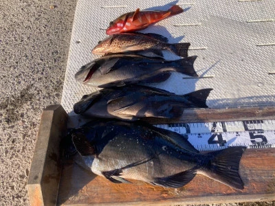 大ちゃん渡船の2025年12月13日(土)2枚目の写真