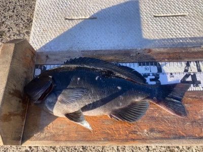 大ちゃん渡船の2025年12月13日(土)3枚目の写真