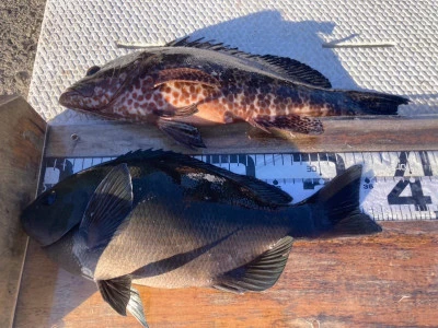 大ちゃん渡船の2025年12月13日(土)4枚目の写真