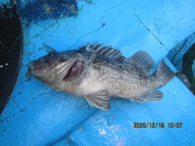 大洗丸の2025年12月19日(金)3枚目の写真