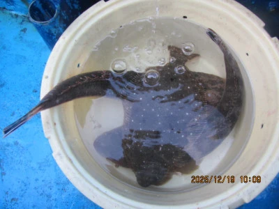 大洗丸の2025年12月19日(金)4枚目の写真