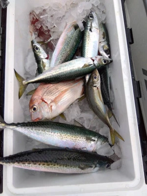 優幸丸の2025年12月20日(土)3枚目の写真