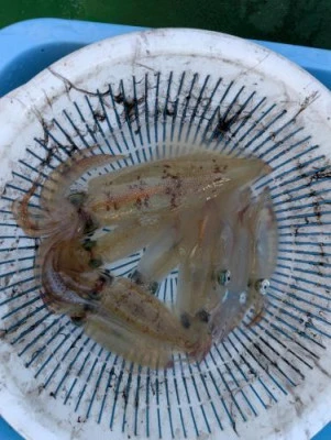 大和丸の2026年1月4日(日)2枚目の写真