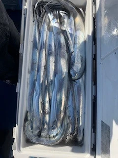 豊丸の2026年1月4日(日)2枚目の写真