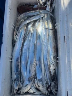 豊丸の2026年1月4日(日)4枚目の写真