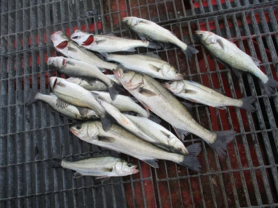 尼崎市立魚つり公園の2026年1月4日(日)2枚目の写真