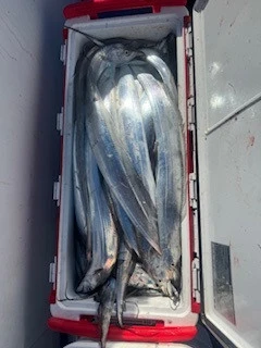 豊丸の2026年1月3日(土)4枚目の写真