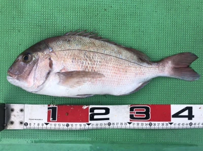 宝徳丸の2026年1月2日(金)1枚目の写真