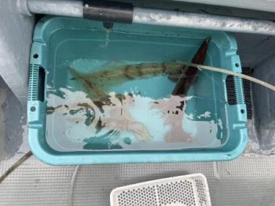 佐円丸の2026年1月7日(水)1枚目の写真