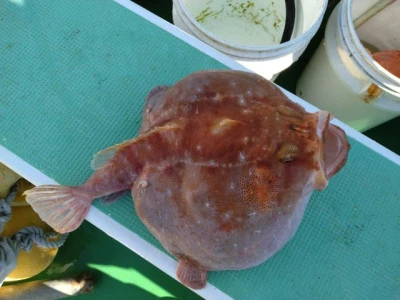 なごみ丸の2025年12月29日(月)2枚目の写真