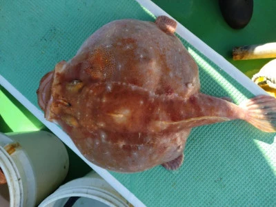 なごみ丸の2025年12月29日(月)3枚目の写真