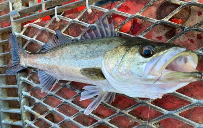 尼崎市立魚つり公園の2026年1月8日(木)2枚目の写真