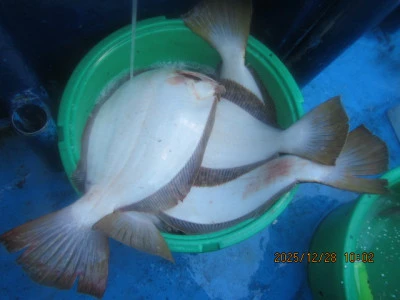 大洗丸の2025年12月28日(日)5枚目の写真