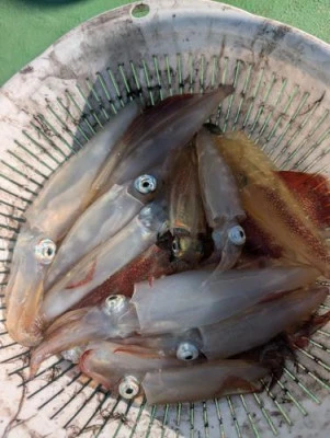 大和丸の2026年1月9日(金)4枚目の写真