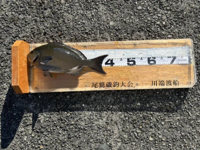 川端渡船の2026年1月9日(金)1枚目の写真