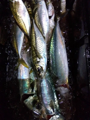 優幸丸の2026年1月9日(金)2枚目の写真