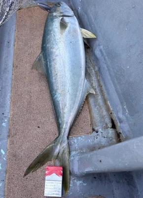 あみや渡船の2026年1月10日(土)2枚目の写真