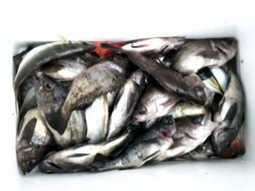 五郎丸の2026年1月4日(日)4枚目の写真