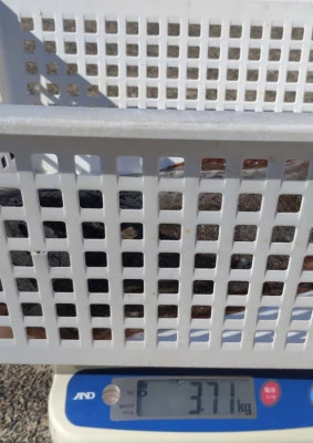 春栄丸の2026年1月12日(月)4枚目の写真