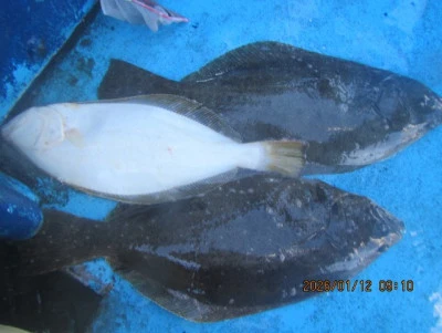 大洗丸の2026年1月12日(月)5枚目の写真