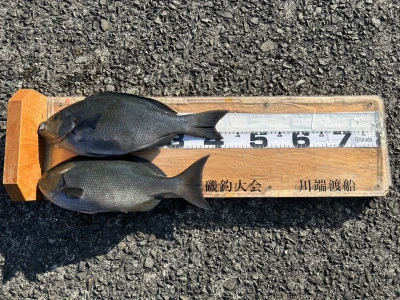 川端渡船の2026年1月13日(火)1枚目の写真