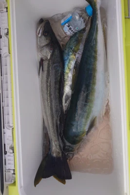 釣り船 秀進丸の2026年1月13日(火)5枚目の写真