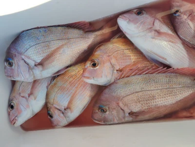 横内丸の2026年1月14日(水)5枚目の写真