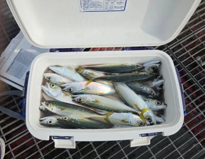 尼崎市立魚つり公園の2026年1月15日(木)4枚目の写真