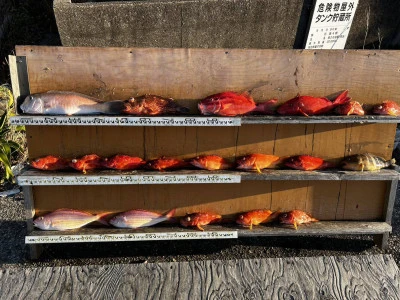 愛晃丸フィッシングの2026年1月12日(月)3枚目の写真