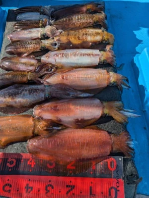 日正丸の2026年1月16日(金)2枚目の写真