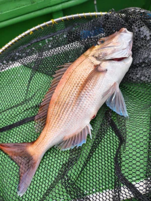 豊丸の2026年1月17日(土)3枚目の写真