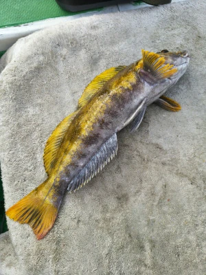 豊丸の2026年1月17日(土)4枚目の写真