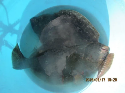 大洗丸の2026年1月17日(土)1枚目の写真