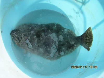 大洗丸の2026年1月17日(土)2枚目の写真