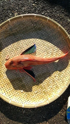 石田丸の2026年1月17日(土)1枚目の写真