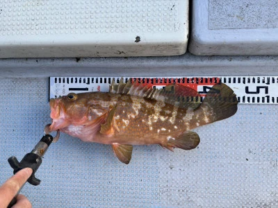 遊漁船響の2026年1月15日(木)4枚目の写真