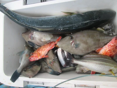 松福丸の2026年1月17日(土)1枚目の写真