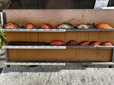 愛晃丸フィッシングの2026年1月18日(日)2枚目の写真