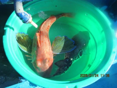 大洗丸の2026年1月24日(土)4枚目の写真