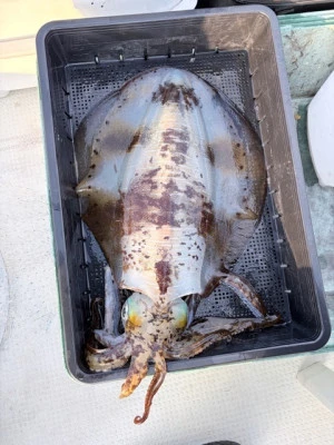 竜洞丸の2026年1月25日(日)1枚目の写真